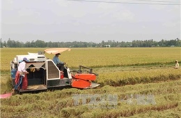 Festival quốc tế nông nghiệp vùng Đồng bằng sông Cửu Long